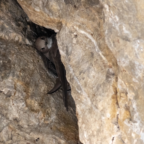 Alpine Swift