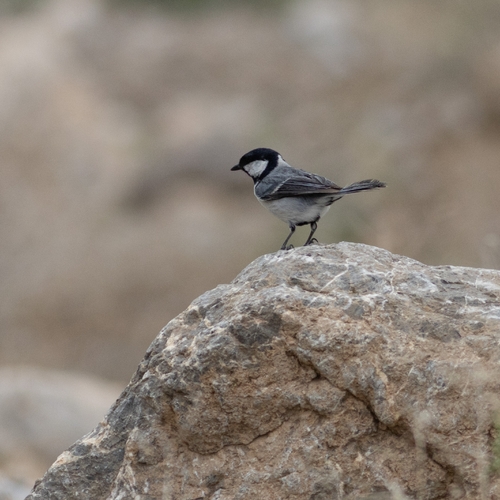 Northeastern iranian great tit