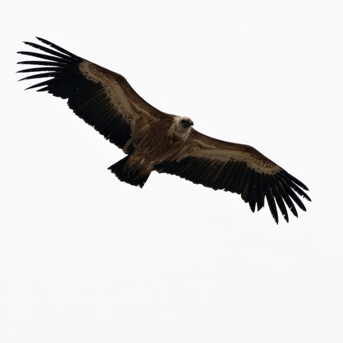 Eurasian Griffon