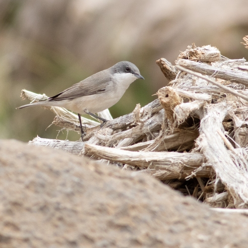 Lesser Whitethroat