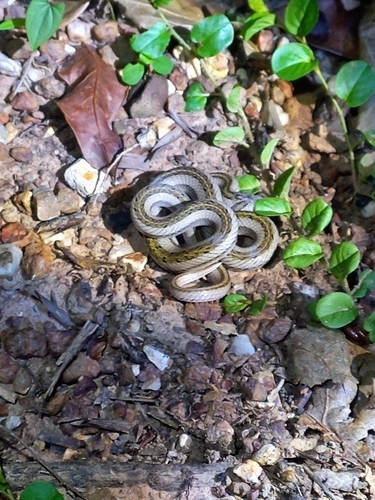 Striped Kukri Snake