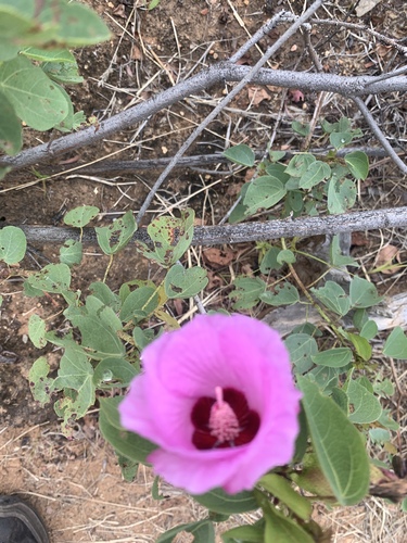 Sturt's desert rose