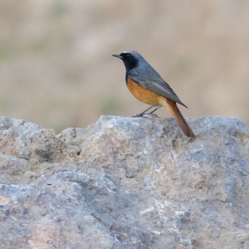 Black Redstart