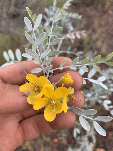 Senna glutinosa pruinosa