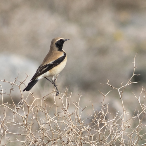 Desert Wheatear