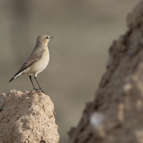 Isabelline Wheatear