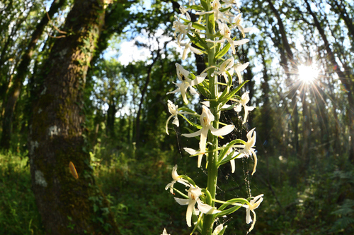 Platanthera bifolia kuenkelei