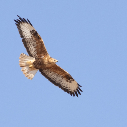 Long-legged Buzzard