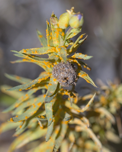 Flax Rust