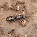Japanese Pavement Ant - Photo (c) Fan Gao, all rights reserved