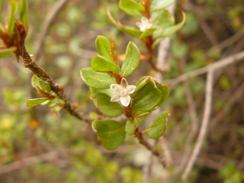 Polygonum afromontanum