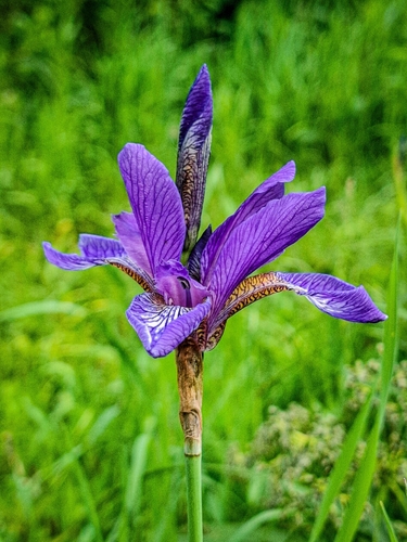 Наблюдение на iNaturalist