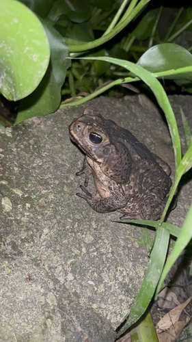 Giant Toad