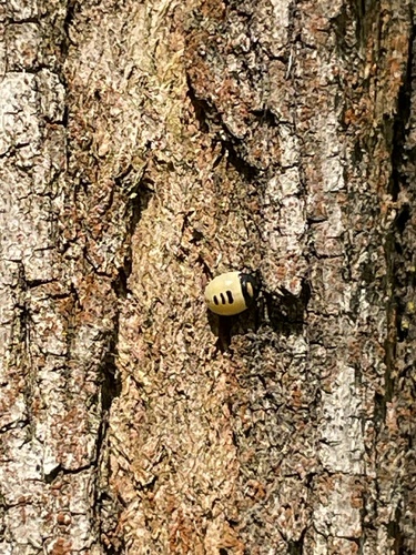 Pied shield bug