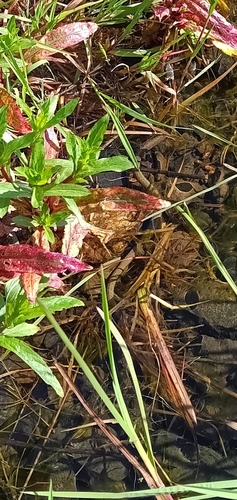grass snake