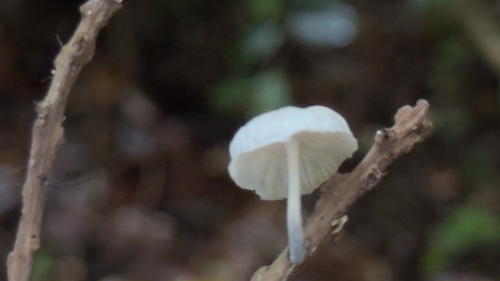 Black-stalked Marasmius