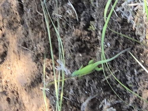 Western Green Lizard