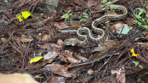 Japanese Four-lined Ratsnake