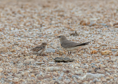 Small Pratincole