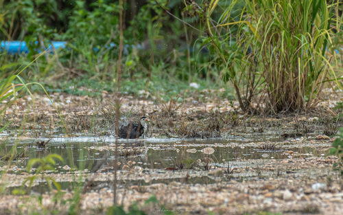 White-breasted Waterhen