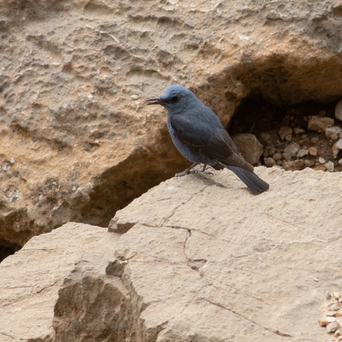 Blue Rock-Thrush