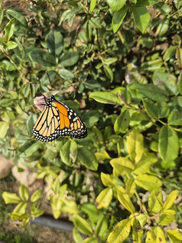 Monarch