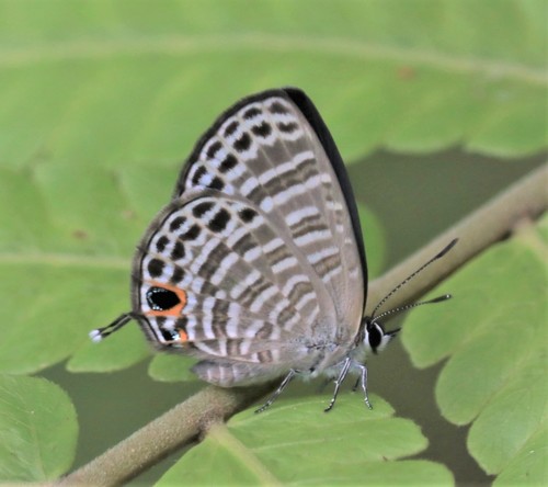 Nacaduba kurava (Moore)