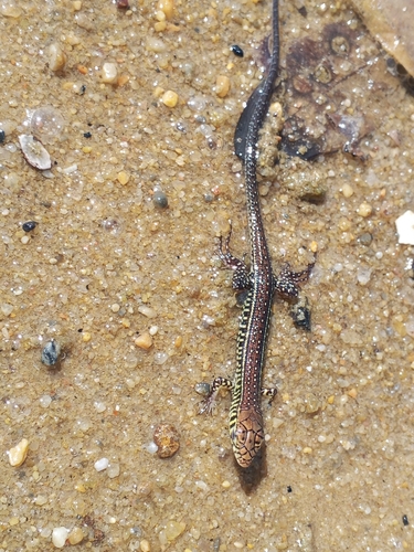 Yellow-throated Plated Lizard