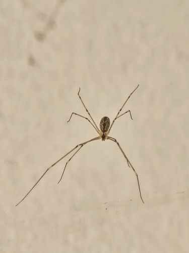 Marbled Cellar Spider