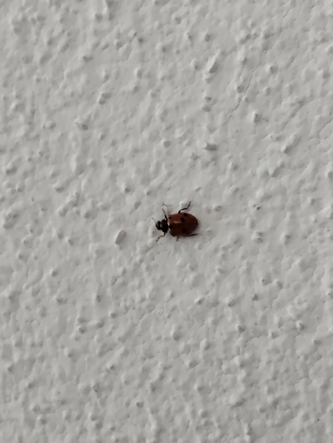 Variegated Lady Beetle