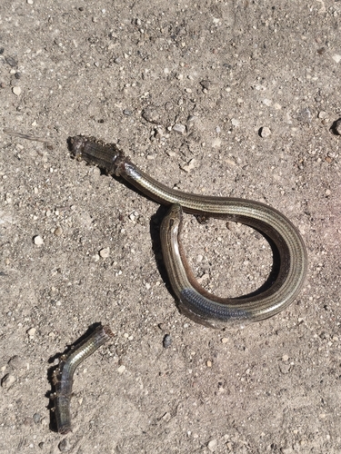 Eastern Slowworm