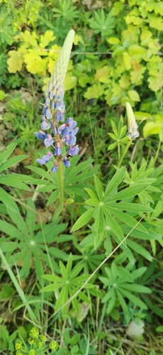 Large-leaved lupine