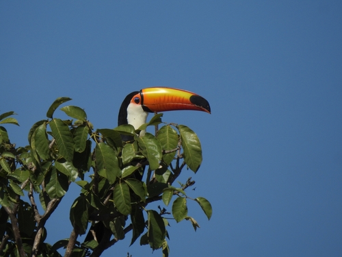 Toco Toucan