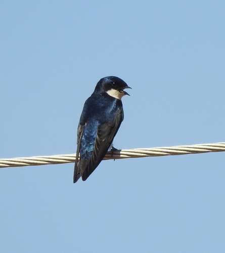 Blue-and-white Swallow