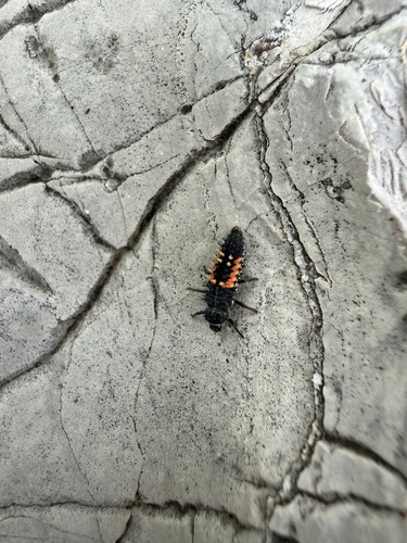 Asian Lady Beetle