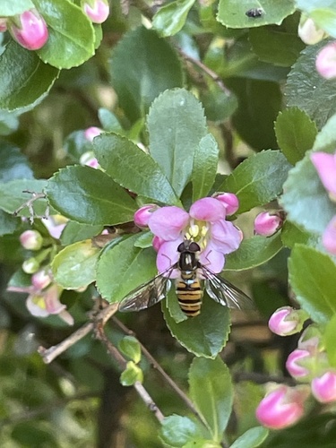 Marmalade Hover Fly