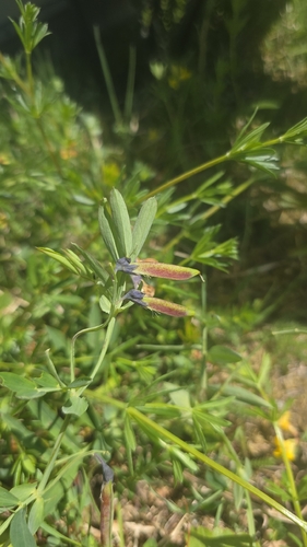 Bitter Vetch
