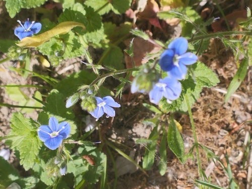 Germander Speedwell