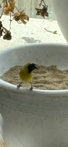 Little Weaver