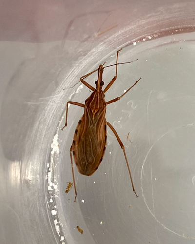 Rhodnius nasutus