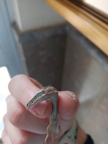 Ocellated Bronze Skink