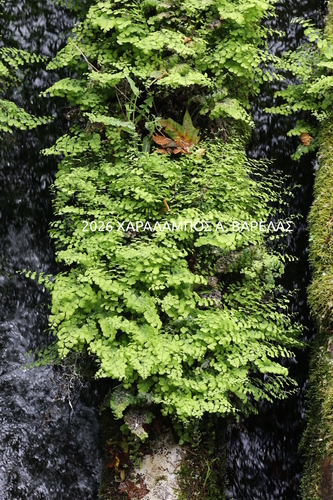 black maidenhair fern