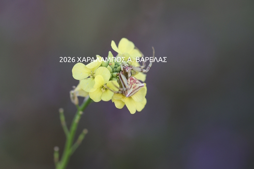 Heather crab spider