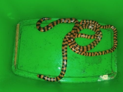 False Coral Snake