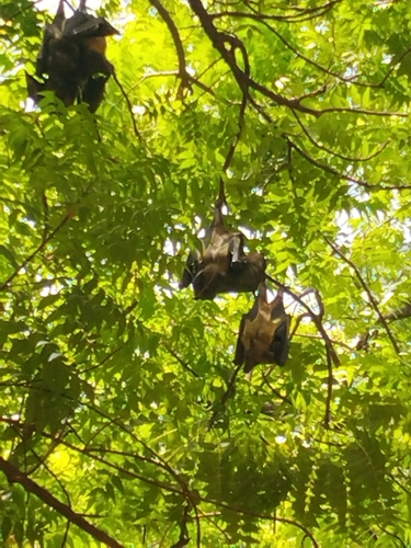 Straw-coloured Fruit Bat