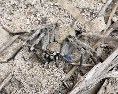 Eusparassus xerxes