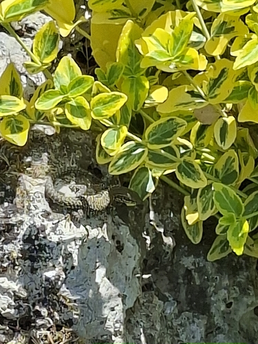 Common Wall Lizard