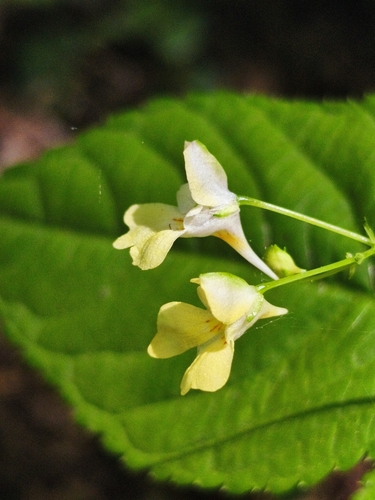 small balsam