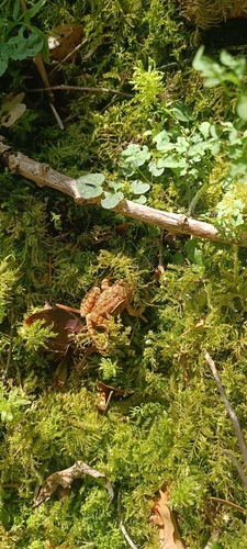 European Common Frog