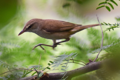 Clamorous Reed Warbler